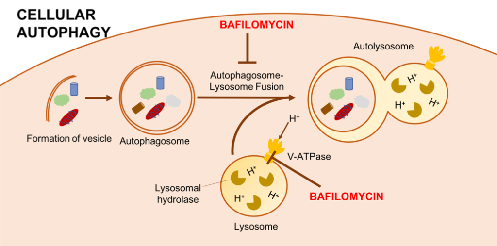 Autophagy bafilomycin