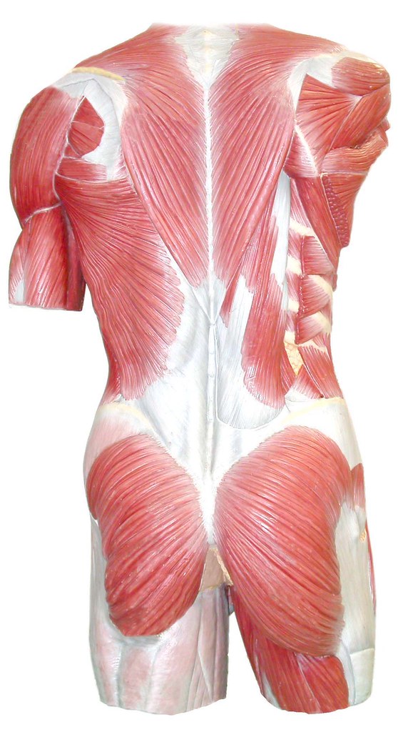 Muscles of the back