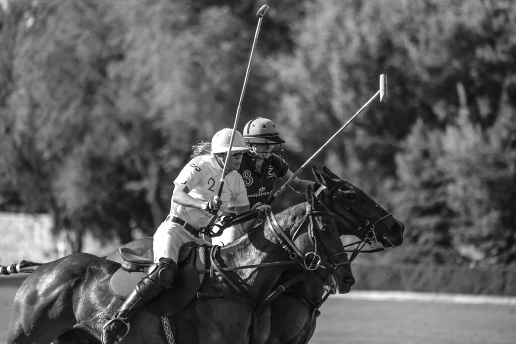 horse horses polo polo sport 3011878